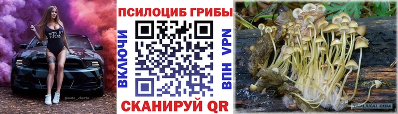 где купить наркотик мориарти клад Псилоцибиновые грибы Psilocybine cubensis Салаир